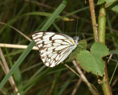 Belenois gidica abyssinica