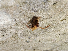 Trichacantha atranupta