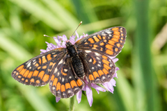 Euphydryas maturna
