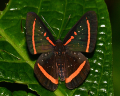 Amarynthis meneria