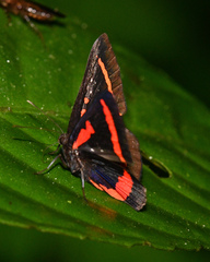 Amarynthis meneria