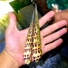 Terebra subulata