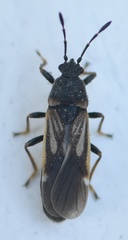 Ischnodemus sabuleti