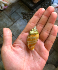Gibberulus gibberulus