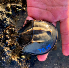 Tachypleus tridentatus