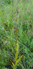 Epipactis
