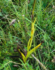 Epipactis