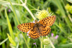Boloria titania