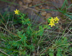 Hypericum perforatum