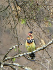 Trachyphonus vaillantii