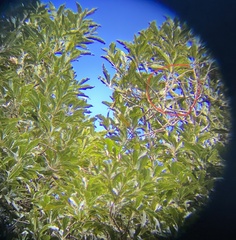 Persea americana