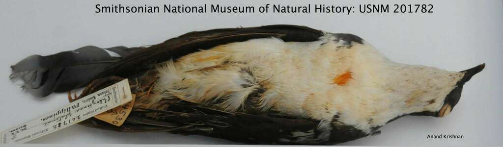 Mindoro Bleeding-heart photo