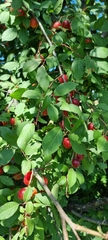 Prunus sogdiana