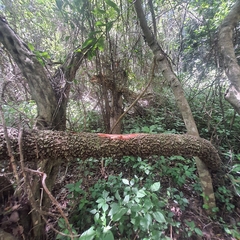 Landolphia kirkii