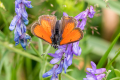 Lycaena candens
