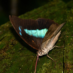 Archaeoprepona amphimachus