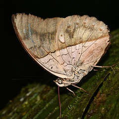 Archaeoprepona amphimachus
