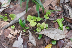 Geophila repens