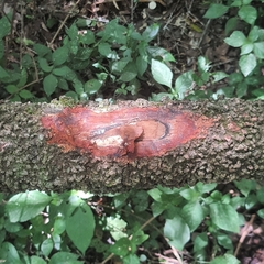 Landolphia kirkii