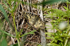 Zerynthia polyxena