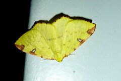 Opisthograptis luteolata