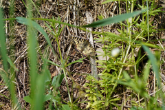 Zerynthia polyxena
