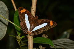 Adelpha iphiclus