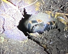 Megaphobema mesomelas