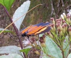 Heliconiinae