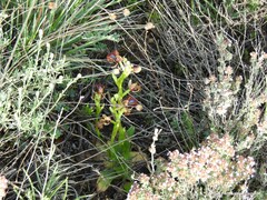 Ophrys speculum