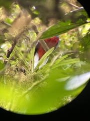 Pharomachrus mocinno