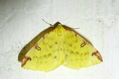 Opisthograptis luteolata