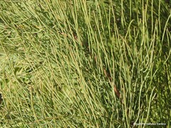 Ephedra fragilis