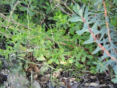 Euphorbia nicaeensis