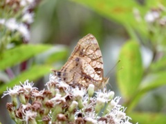 Hypanartia lethe