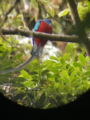 Pharomachrus mocinno