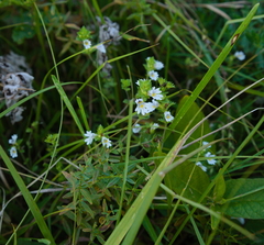 Euphrasia officinalis