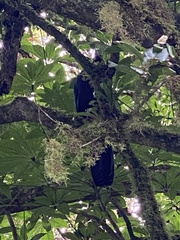 Chamaepetes unicolor