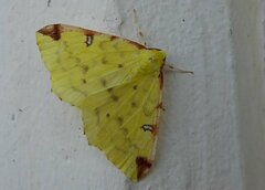 Opisthograptis luteolata