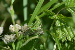 Tettigonia