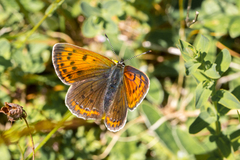 Lycaena candens