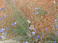 Linum narbonense
