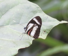 Perrhybris lorena