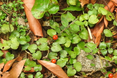 Geophila repens
