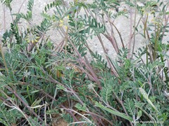Hippocrepis comosa