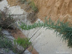 Reseda suffruticosa