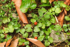 Geophila repens