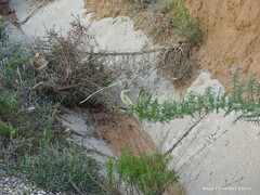 Reseda suffruticosa