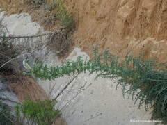 Reseda suffruticosa