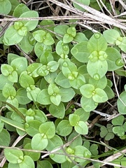 Lysimachia arvensis